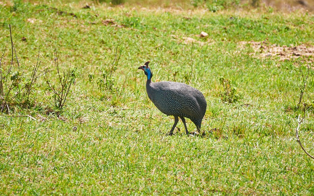 Helmeted guineafowl